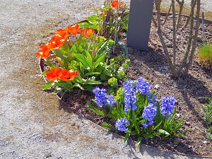 Saisoner&ouml;ffnung im Sangerh&auml;user Rosarium