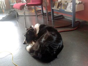 Ein Besuch mit Überraschungsgästen