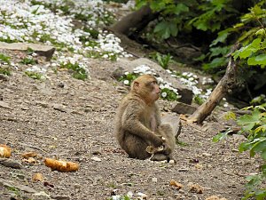 Besuch im Affenwald