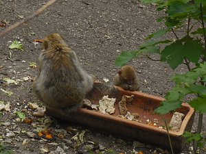 Besuch im Affenwald