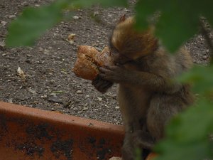Besuch im Affenwald