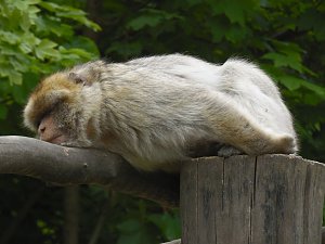 Besuch im Affenwald