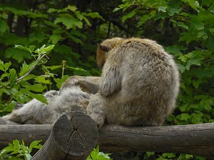 Besuch im Affenwald