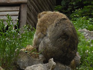 Besuch im Affenwald