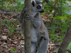 Besuch im Affenwald