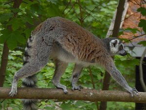 Besuch im Affenwald