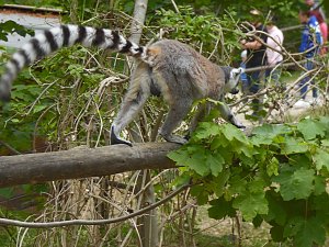 Besuch im Affenwald