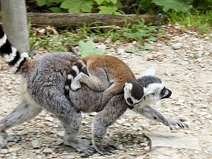 Besuch im Affenwald