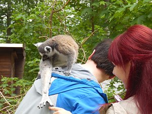 Besuch im Affenwald