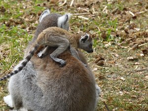 Besuch im Affenwald