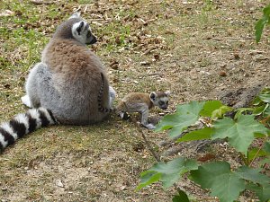 Besuch im Affenwald