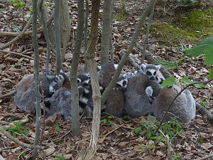 Besuch im Affenwald