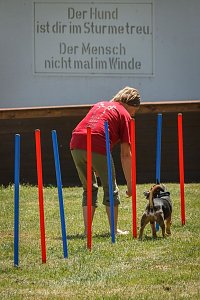 Tag des Hundes