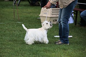 Hunde auf dem Possen