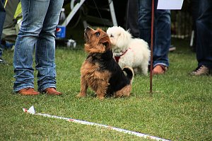 Hunde auf dem Possen