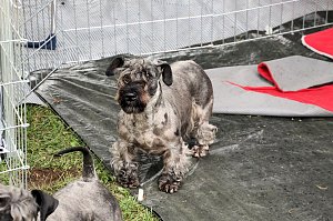 Hunde auf dem Possen