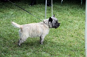 Hunde auf dem Possen