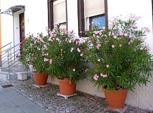 Stadt Frankenhausen sagt Danke