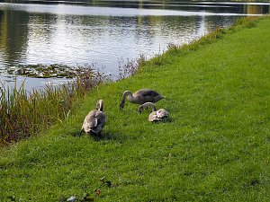 Der Wörlitzer Park