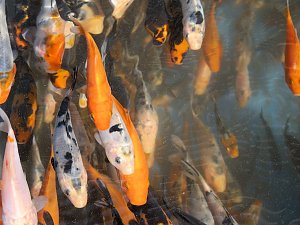Fischerfest in Auleben