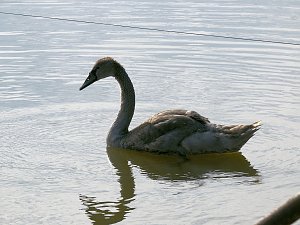 Fischerfest in Auleben