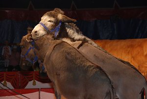 Circus Rolina gastiert in Nordhausen