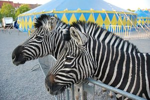 Circus Rolina gastiert in Nordhausen