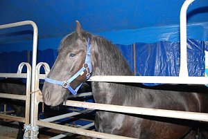 Circus Rolina gastiert in Nordhausen