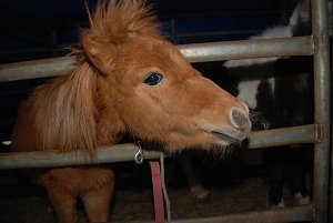 Circus Rolina gastiert in Nordhausen