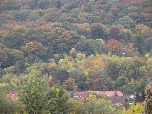 Bunt sind schon die W&auml;lder, �