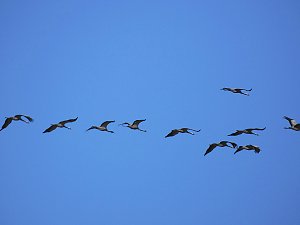 Die Flugschau ist eröffnet