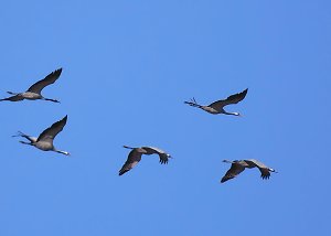 Die Flugschau ist eröffnet