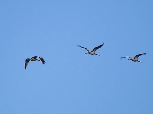 Die Flugschau ist eröffnet
