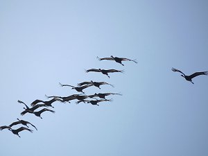 Die Flugschau ist eröffnet