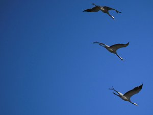 Die Flugschau ist eröffnet