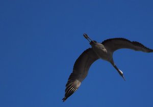 Die Flugschau ist eröffnet