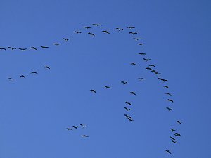 Die Flugschau ist eröffnet