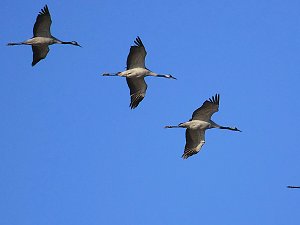 Die Flugschau ist eröffnet