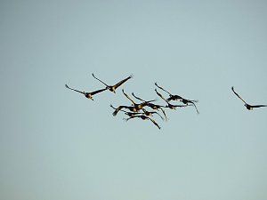 Die Flugschau ist eröffnet