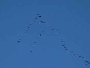 Die Flugschau ist eröffnet