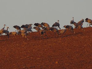 Die Flugschau ist eröffnet