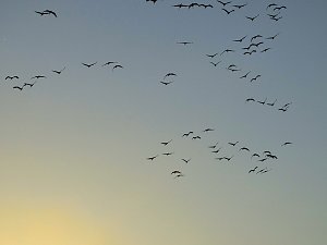 Die Flugschau ist eröffnet
