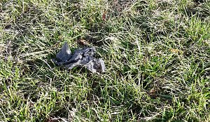 Es ist schon erstaunlich was da so alles entlang der Wipper in Sondershausen abgeladen wird. Dabei hat kn wieder einige frische und alte Entdeckungen gemacht�   Hier wurden mal wieder in einem M&uuml;llsack offensichtlich alte Pflanzgef&auml;&szlig;e entsorgt. So weit ja noch ganz gut.   Muss man aber seine M&uuml;llt&uuml;ten unbedingt auf dem Wipperdamm nahe der Kiesgrube ablegen. Wer macht sich die M&uuml;h