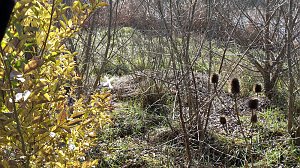 Es ist schon erstaunlich was da so alles entlang der Wipper in Sondershausen abgeladen wird. Dabei hat kn wieder einige frische und alte Entdeckungen gemacht�   Hier wurden mal wieder in einem M&uuml;llsack offensichtlich alte Pflanzgef&auml;&szlig;e entsorgt. So weit ja noch ganz gut.   Muss man aber seine M&uuml;llt&uuml;ten unbedingt auf dem Wipperdamm nahe der Kiesgrube ablegen. Wer macht sich die M&uuml;h