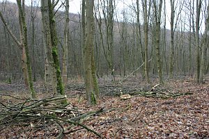 Br&uuml;ckental von Sondershausen meiden