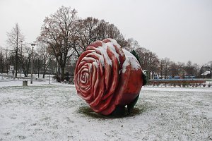 Die gr&ouml;&szlig;te Rose, die sogar unter einer Schneedecke bl&uuml;ht, gibt es nur in der Berg- und Rosenstadt Sangerhausen.