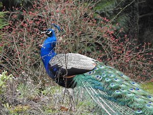 Fr&uuml;hlingserwachen in der Vogelwelt