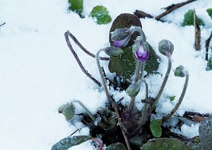Winter statt Fr&uuml;hling