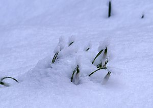 Winter statt Fr&uuml;hling