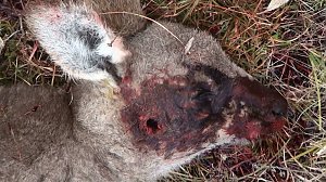 Grausame Jagd auf K&auml;ngurus